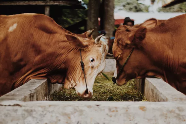 В Омской области увеличили производство мяса и молока
