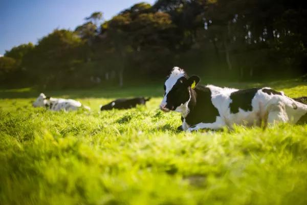 На трех фермах Омской области ввели карантин из-за лейкоза крупного рогатого скота